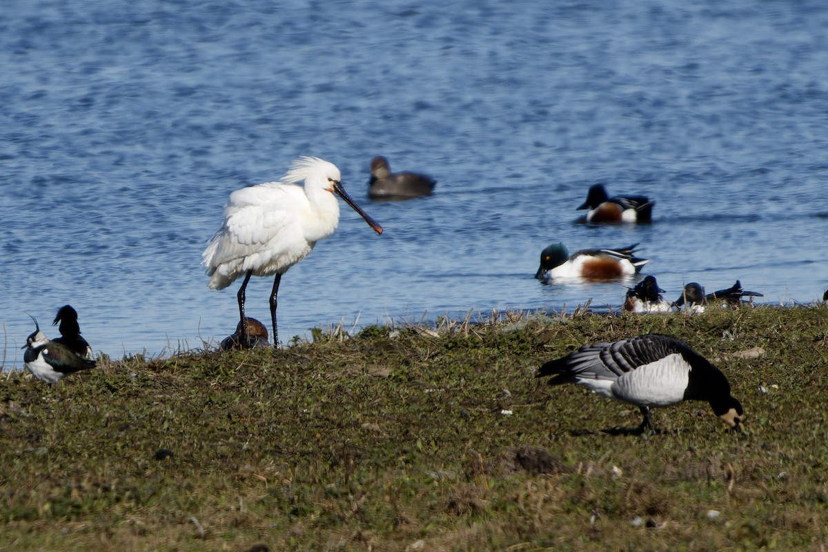 Косар білий - ML652160549