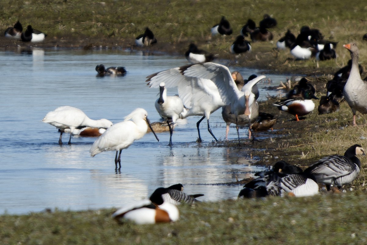 Косар білий - ML652160553