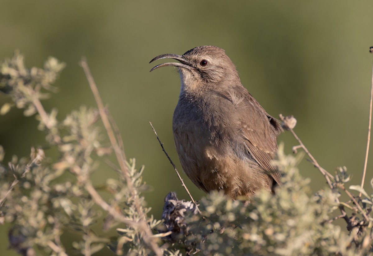 Калифорнийский пересмешник - ML652160567