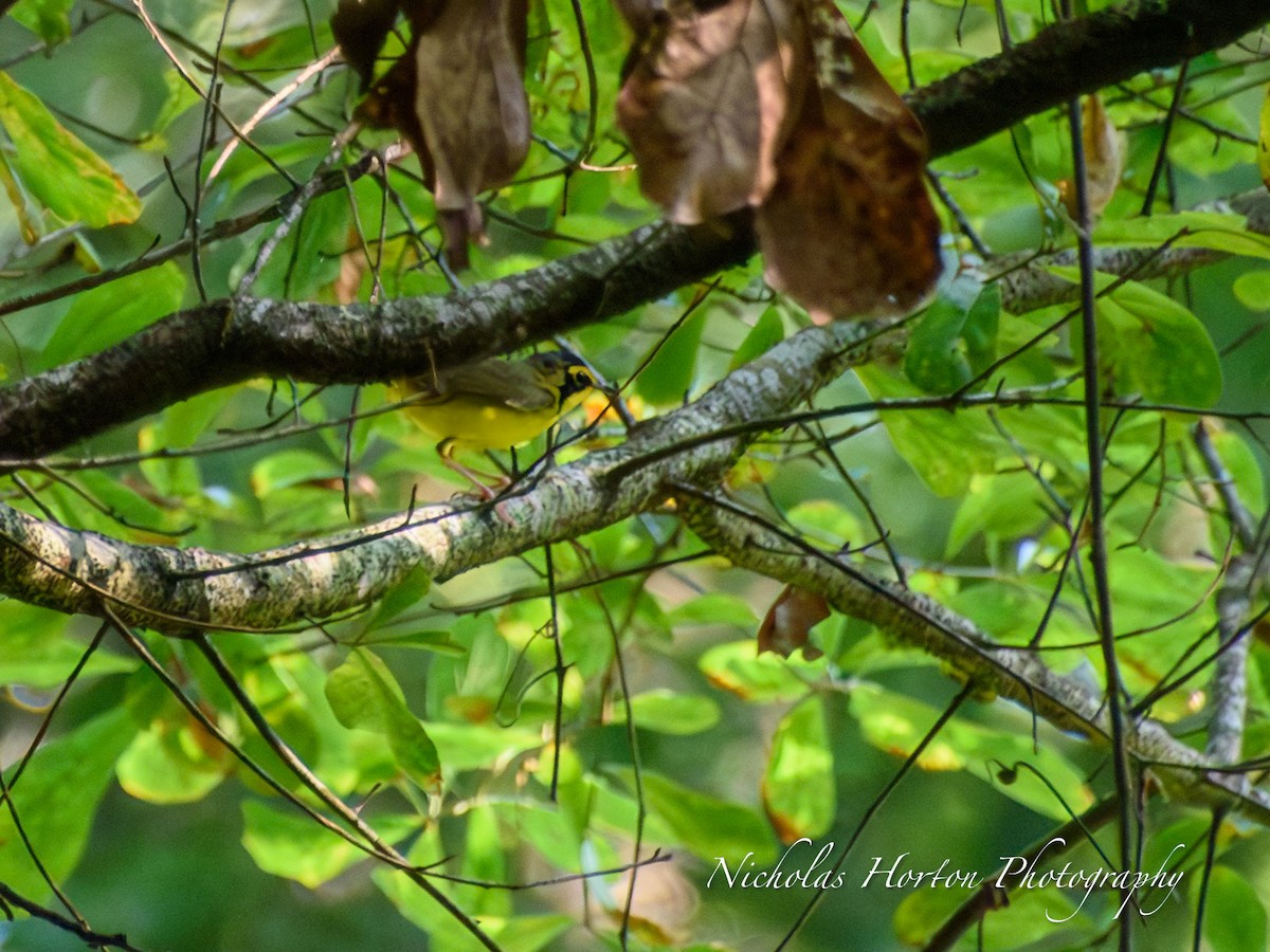 kentuckyparula - ML652160868