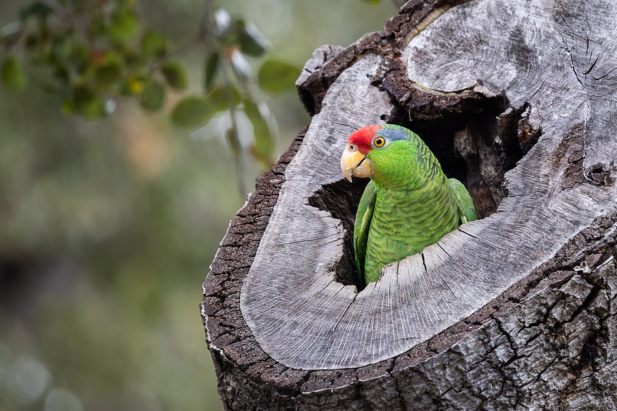 Red-crowned Amazon - ML652161064