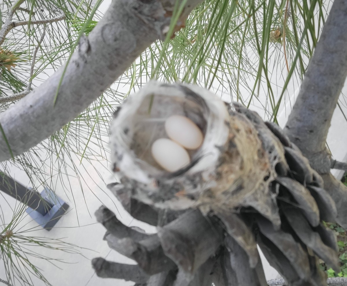 kalypta kalifornská - ML652161379