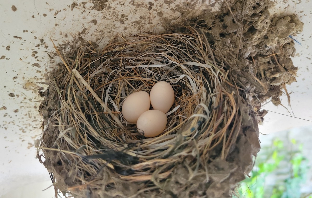 Black Phoebe - ML652161409