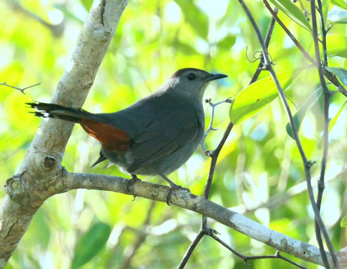 Gray Catbird - ML652161609