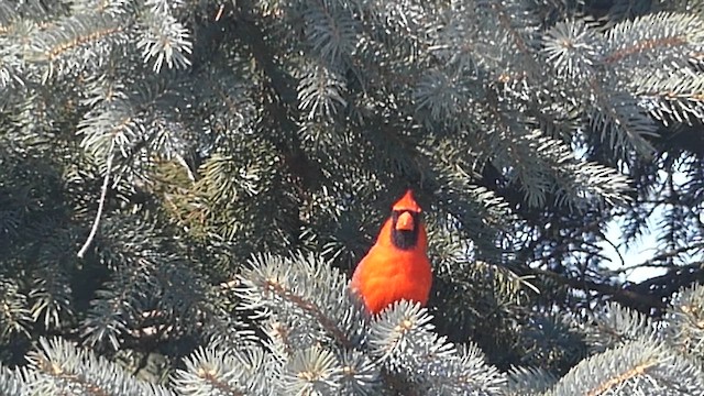 Кардинал червоний - ML652161658