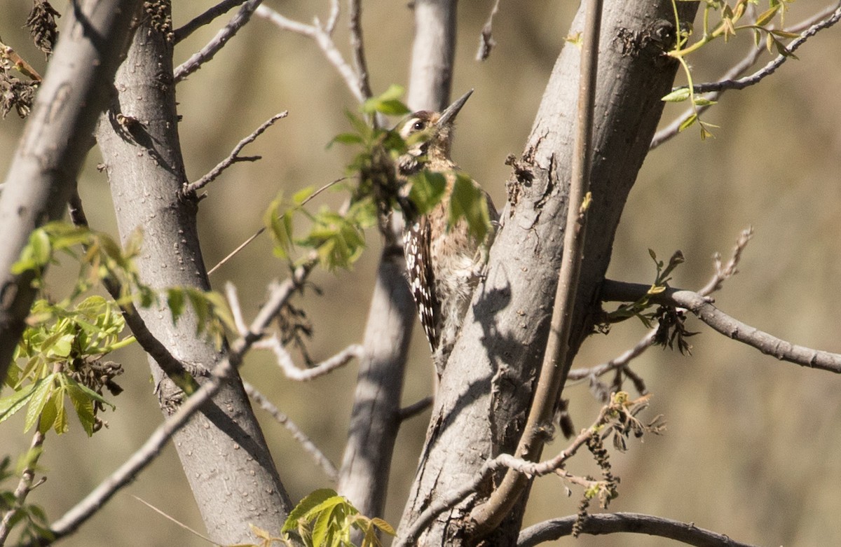 Ladder-backed Woodpecker - ML652161699