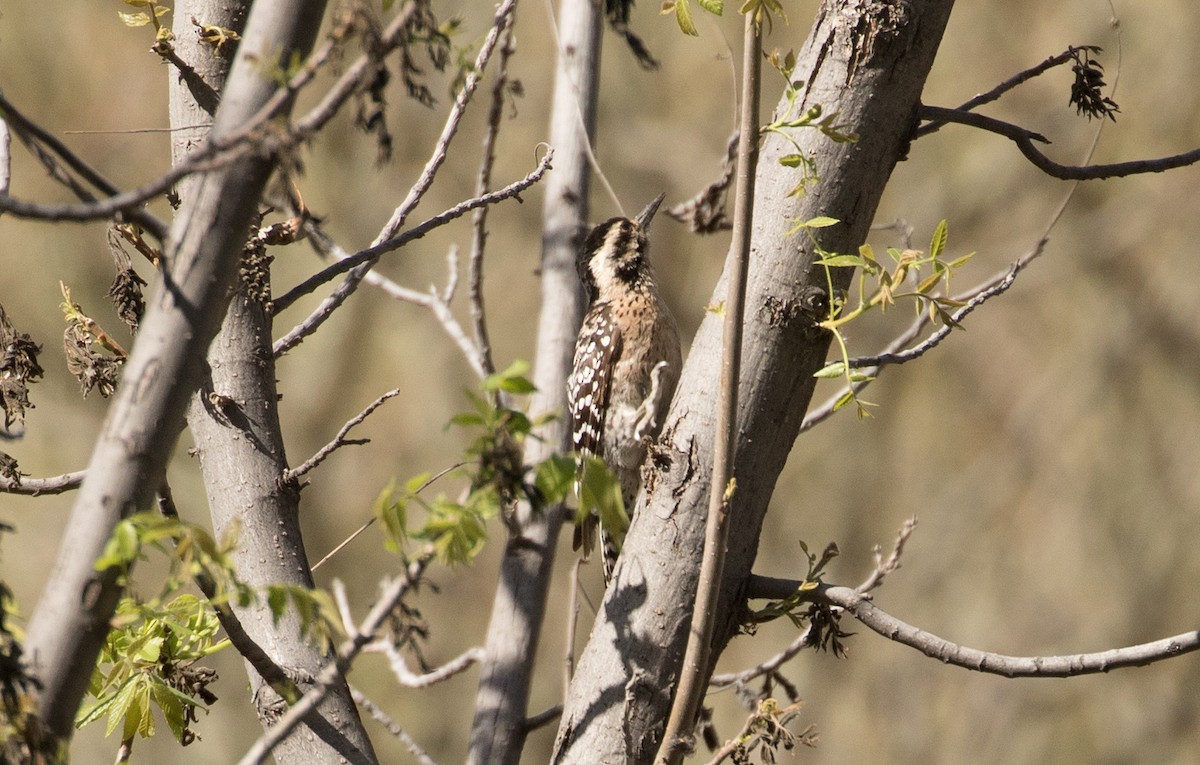 Ladder-backed Woodpecker - ML652161700