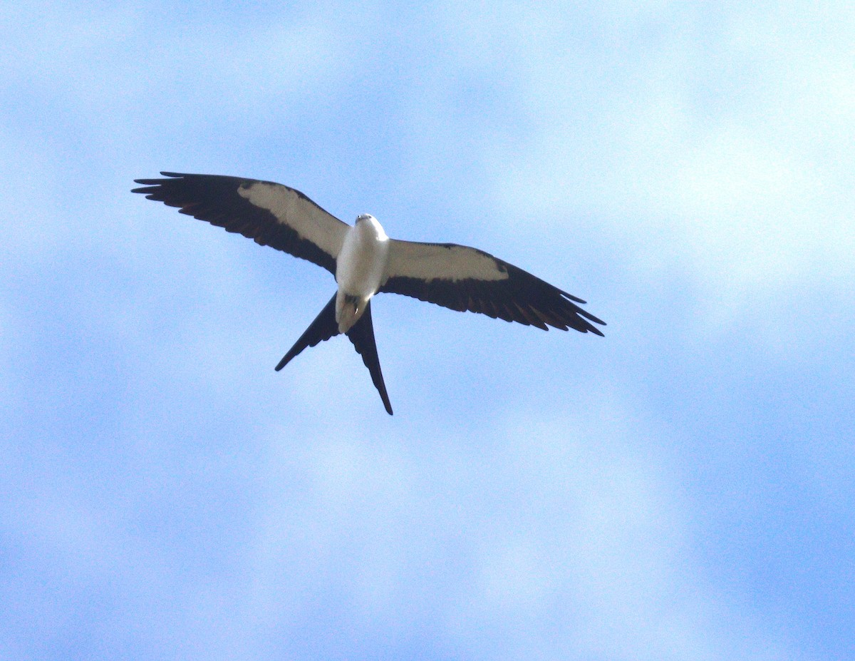 Swallow-tailed Kite - ML652161734