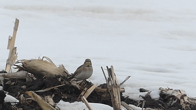 Жайворонок рогатий - ML652161856