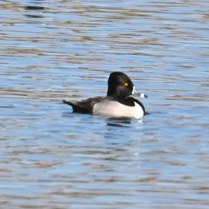 Ring-necked Duck - ML652161879