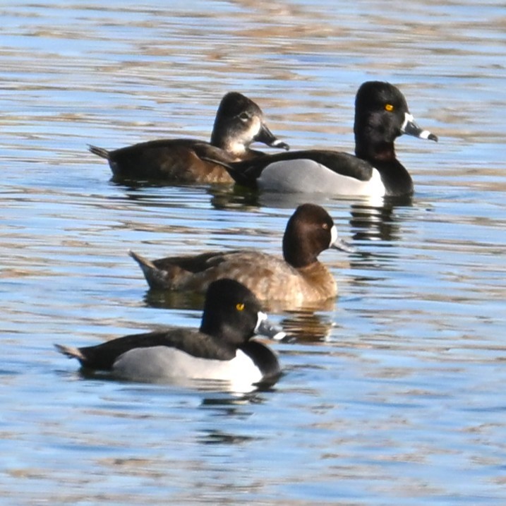 Ring-necked Duck - ML652161880