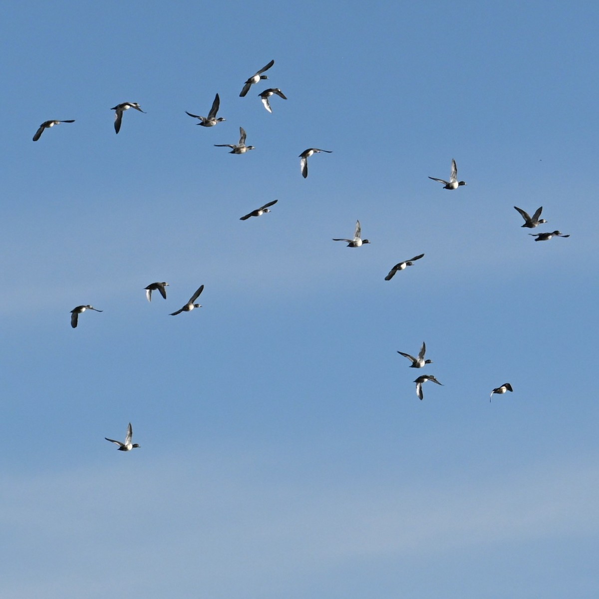 Ring-necked Duck - ML652161881