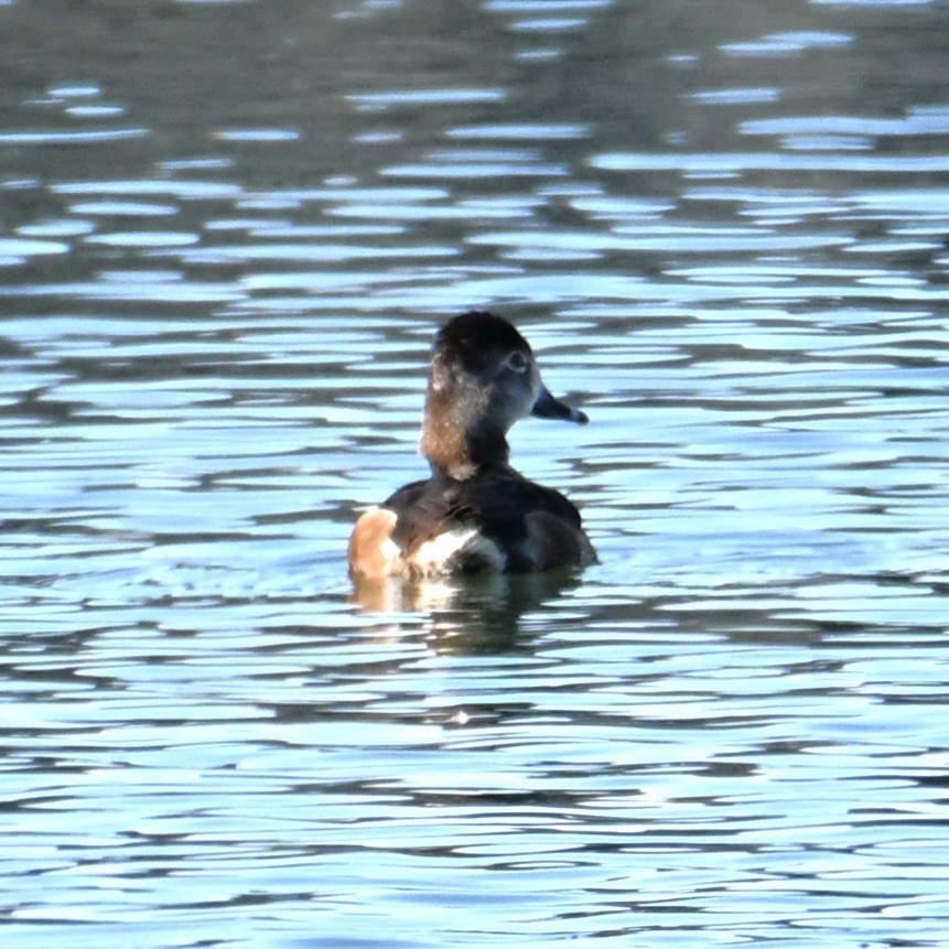 Ring-necked Duck - ML652161884