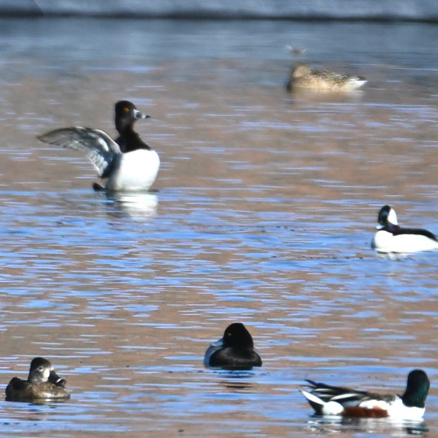 Ring-necked Duck - ML652161885