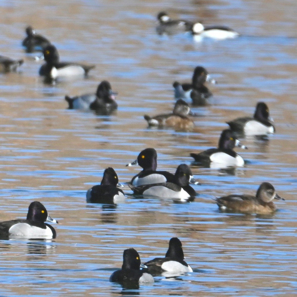 Ring-necked Duck - ML652161886