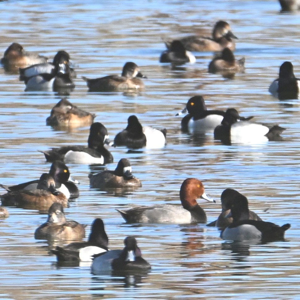 Ring-necked Duck - ML652161888