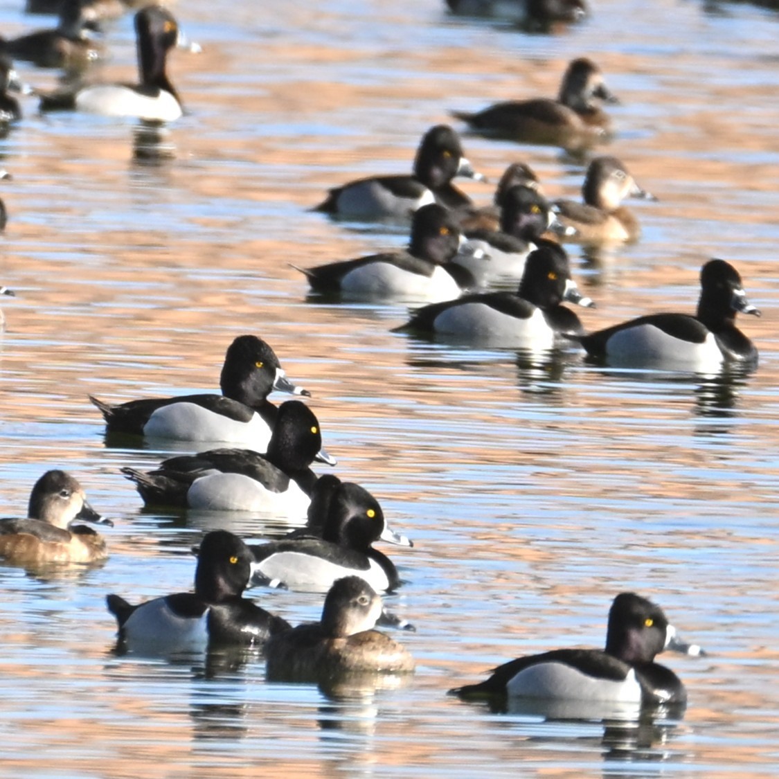Ring-necked Duck - ML652161889