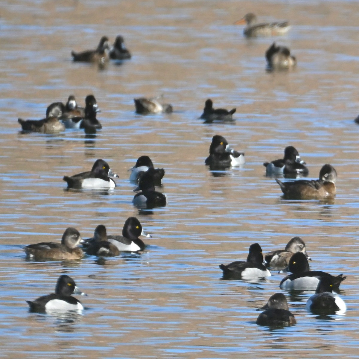 Ring-necked Duck - ML652161892