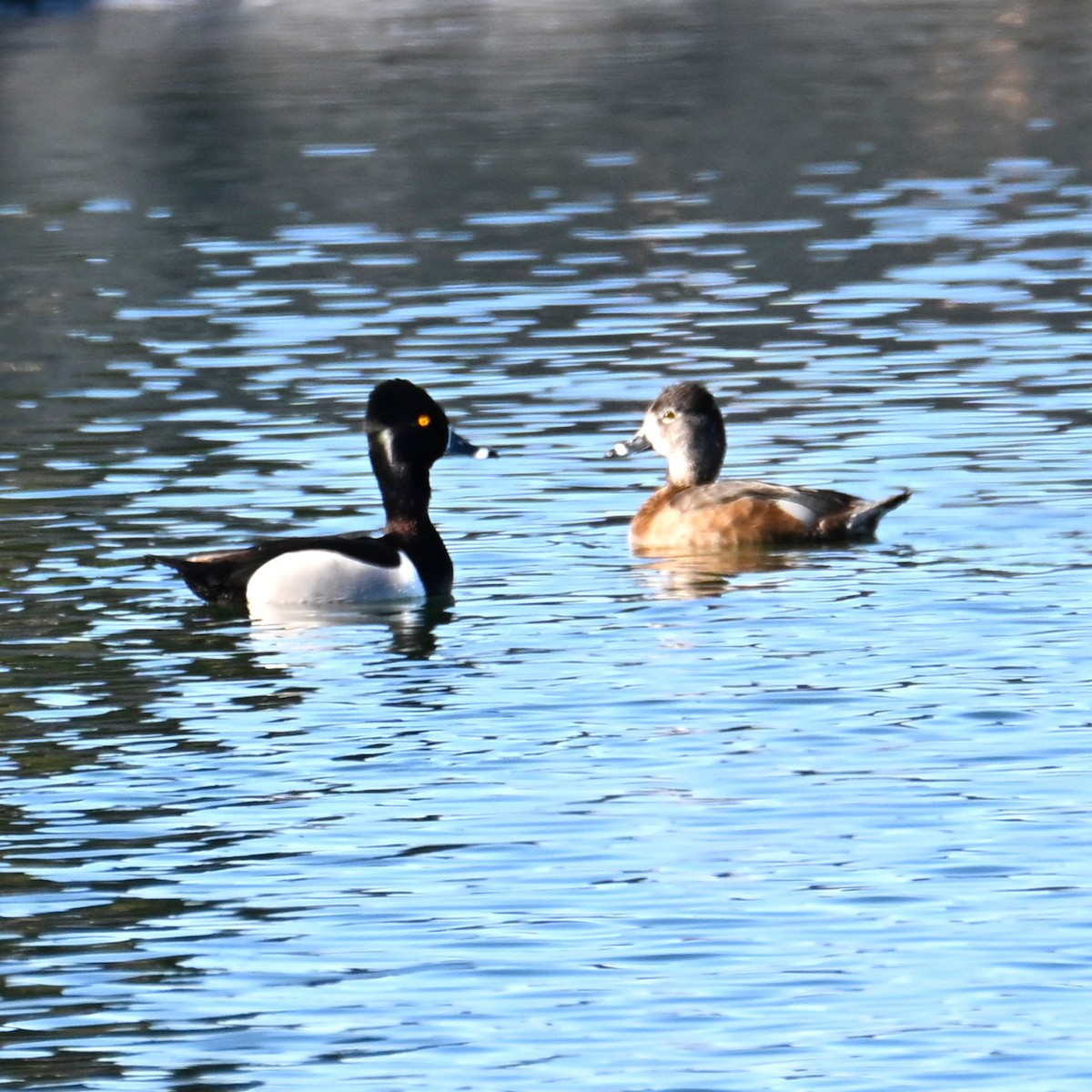 Ring-necked Duck - ML652161893