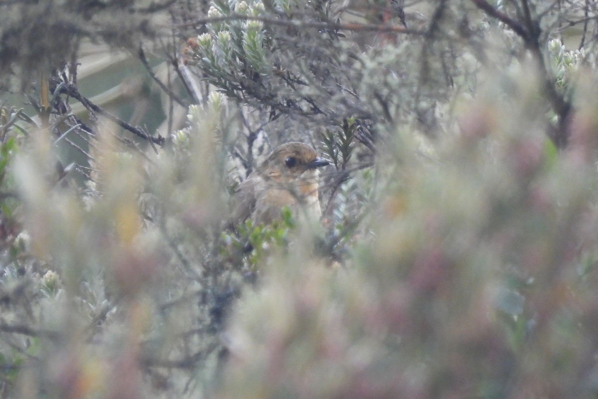 Boyaca Antpitta - ML652161909
