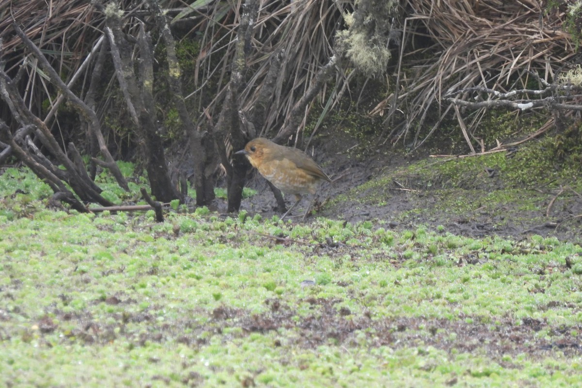 Boyaca Antpitta - ML652161910
