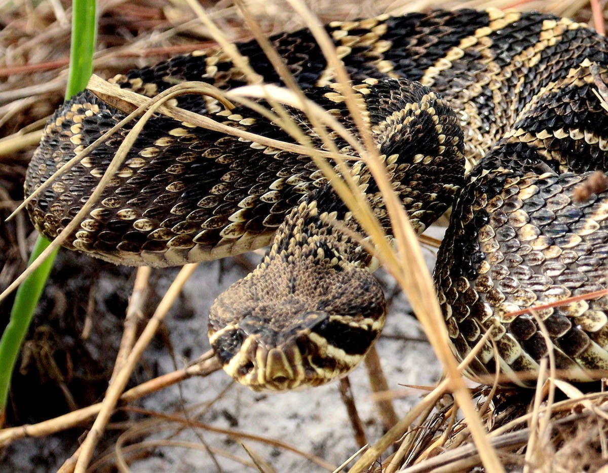 東部菱背響尾蛇 - ML652162082