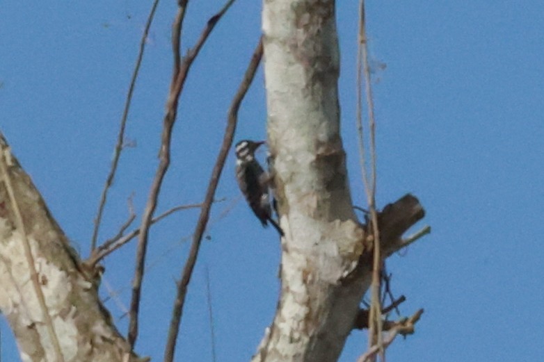 Ladder-backed Woodpecker - ML652162096