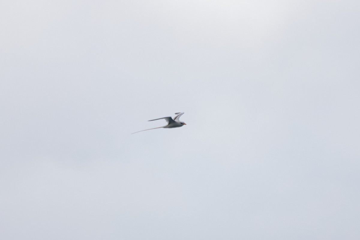 White-tailed Tropicbird - ML652162153