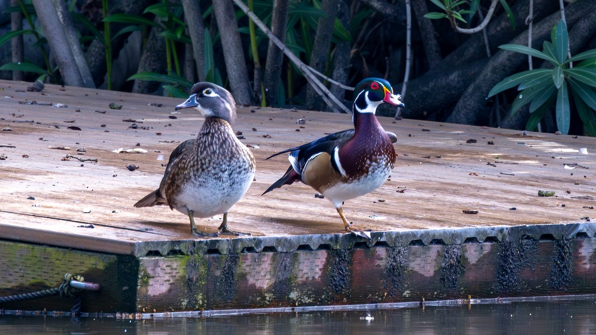 Wood Duck - ML652162155