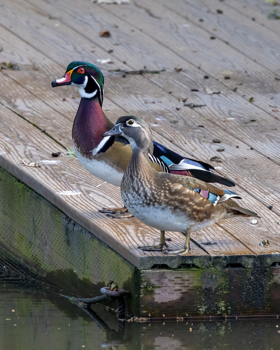 Wood Duck - ML652162159