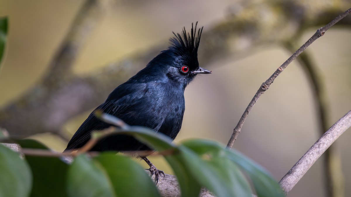 Phainopepla - ML652162186