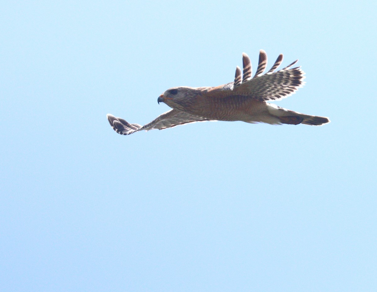 Red-shouldered Hawk - ML652162230
