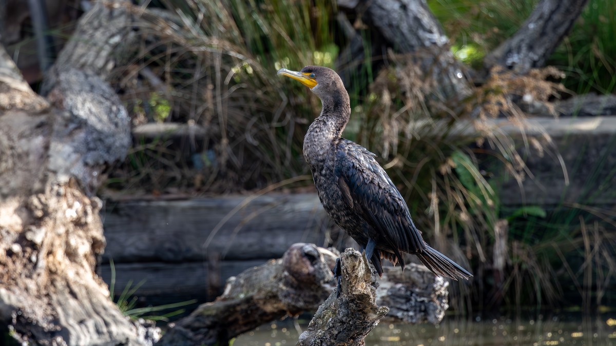 Double-crested Cormorant - ML652162237