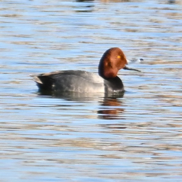 Redhead - ML652162242