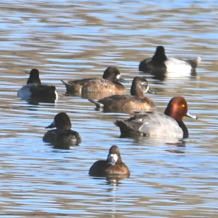 Redhead - ML652162243