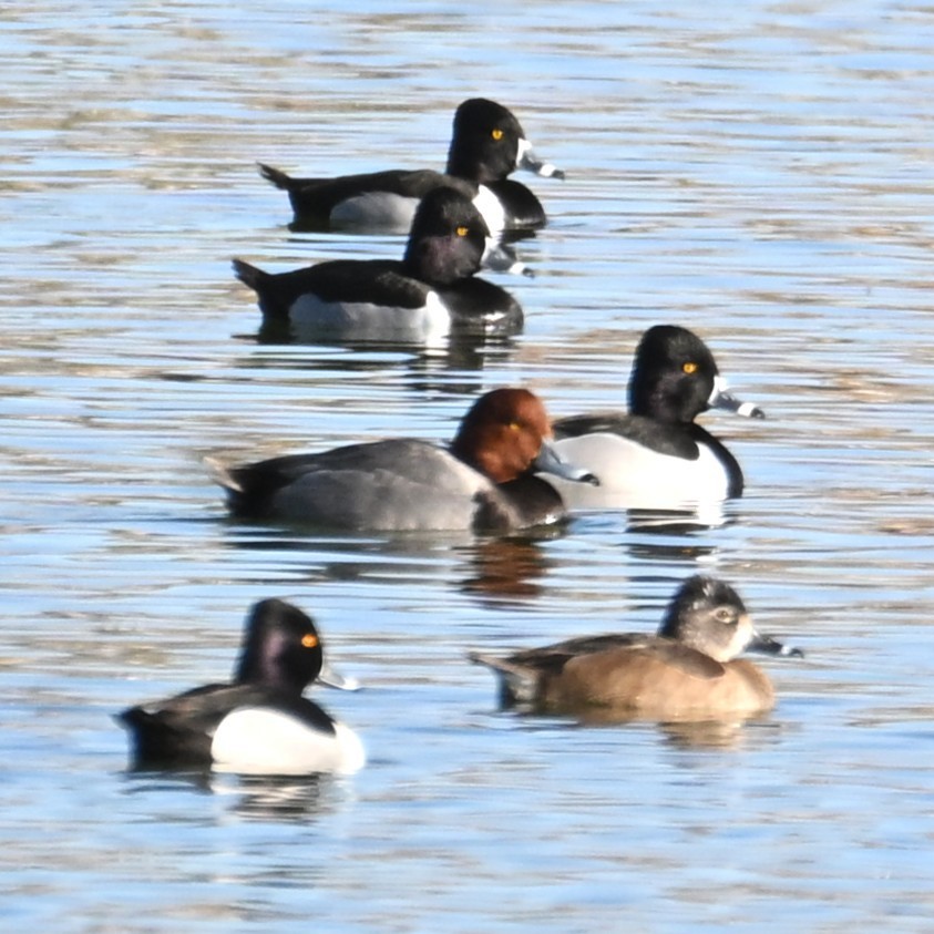 Redhead - ML652162245