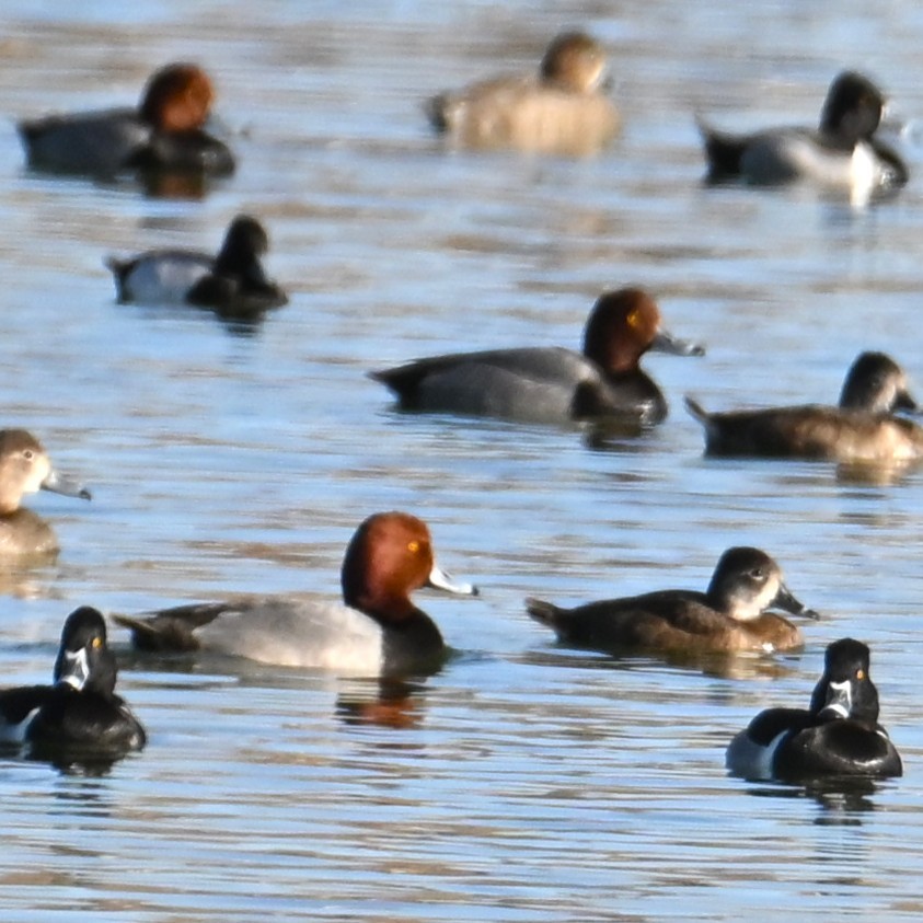 Redhead - ML652162246