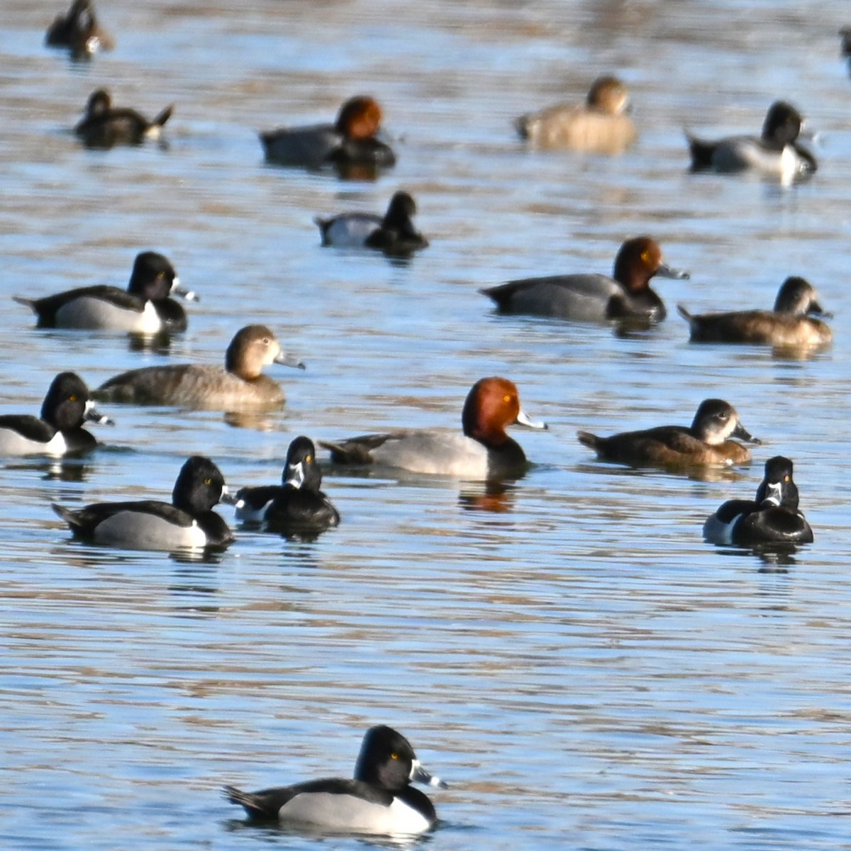 Redhead - ML652162249