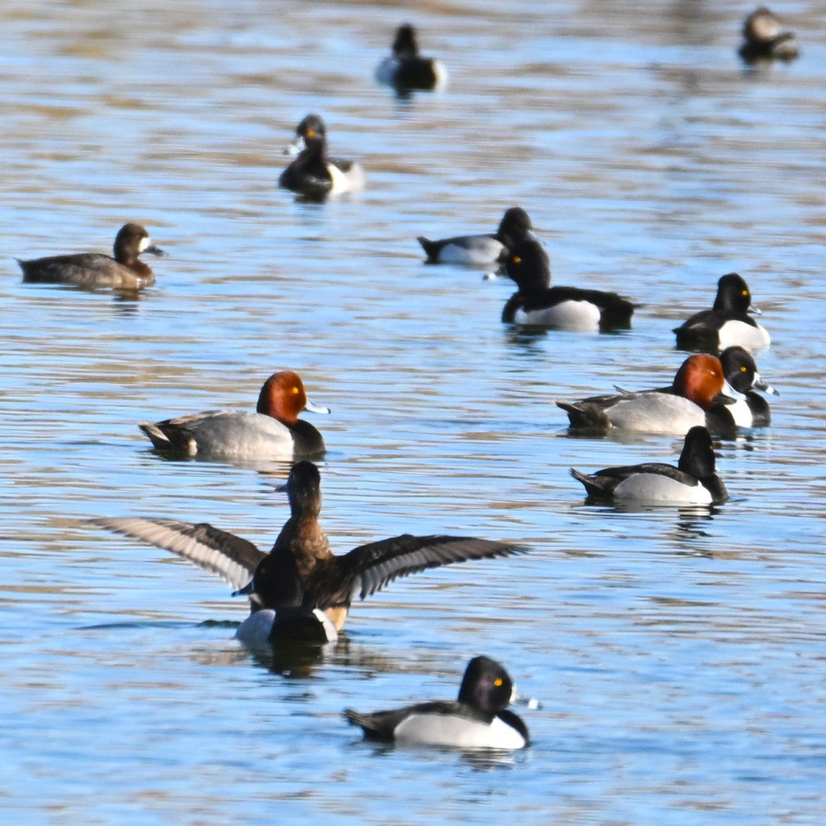 Redhead - ML652162251