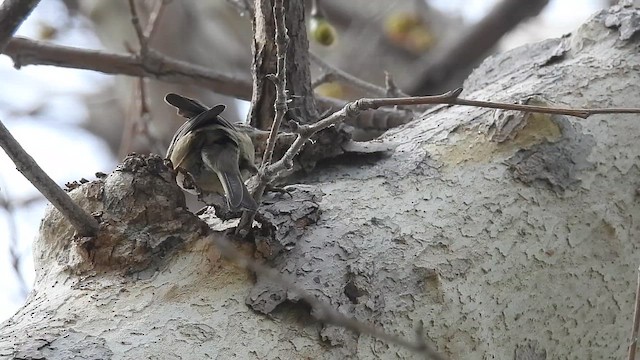 Kiefernwaldsänger - ML652162255