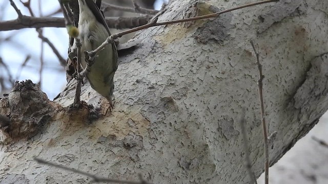 Kiefernwaldsänger - ML652162256