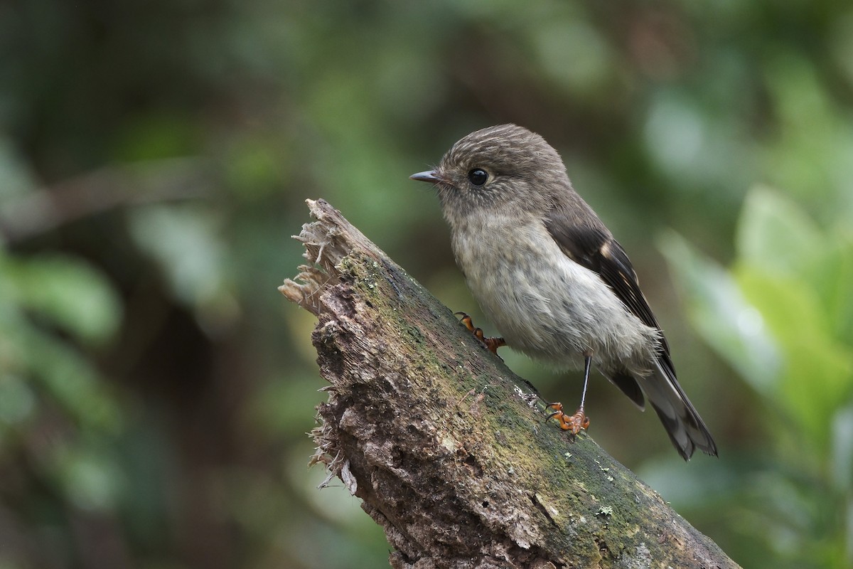 Tomtit - ML652162422