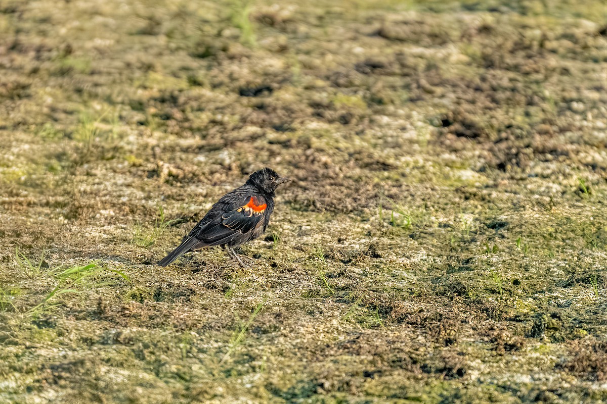 Red-winged Blackbird - ML652162454