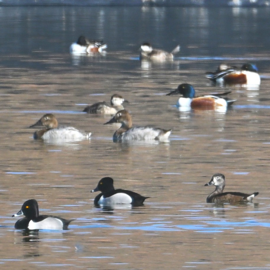 Canvasback - ML652162487