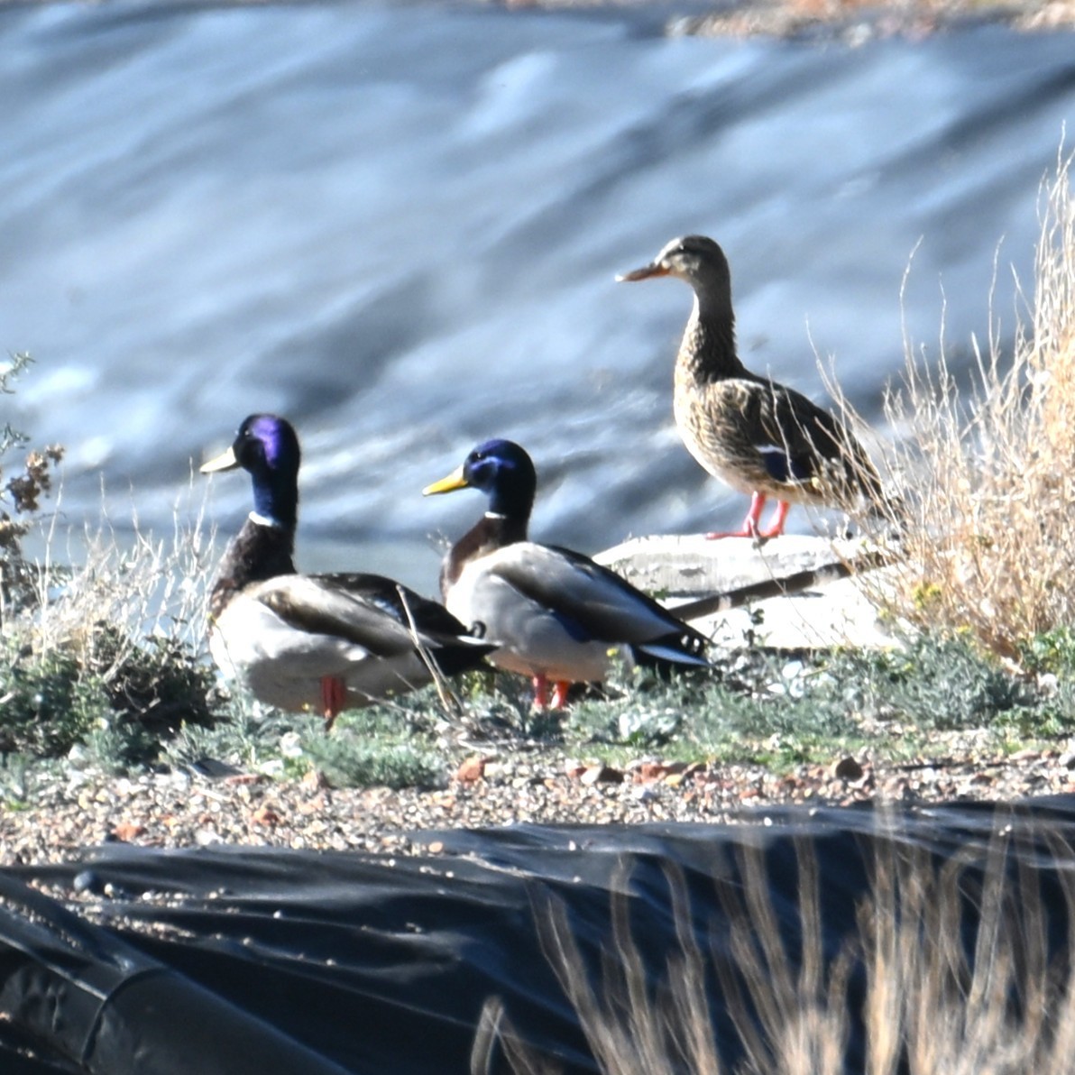 Mallard - ML652162529