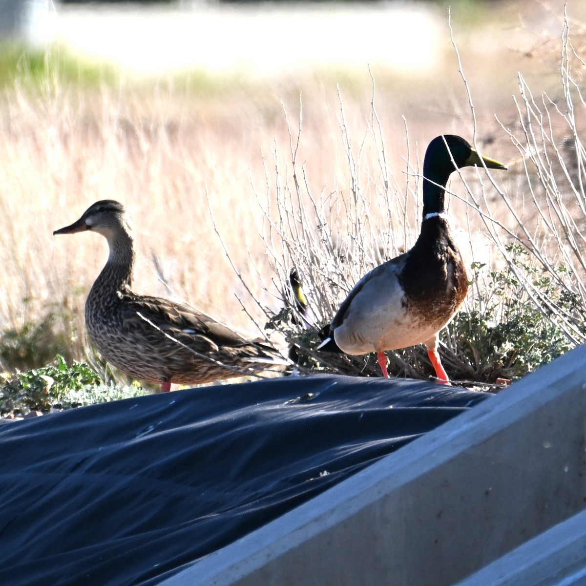 Mallard - ML652162530