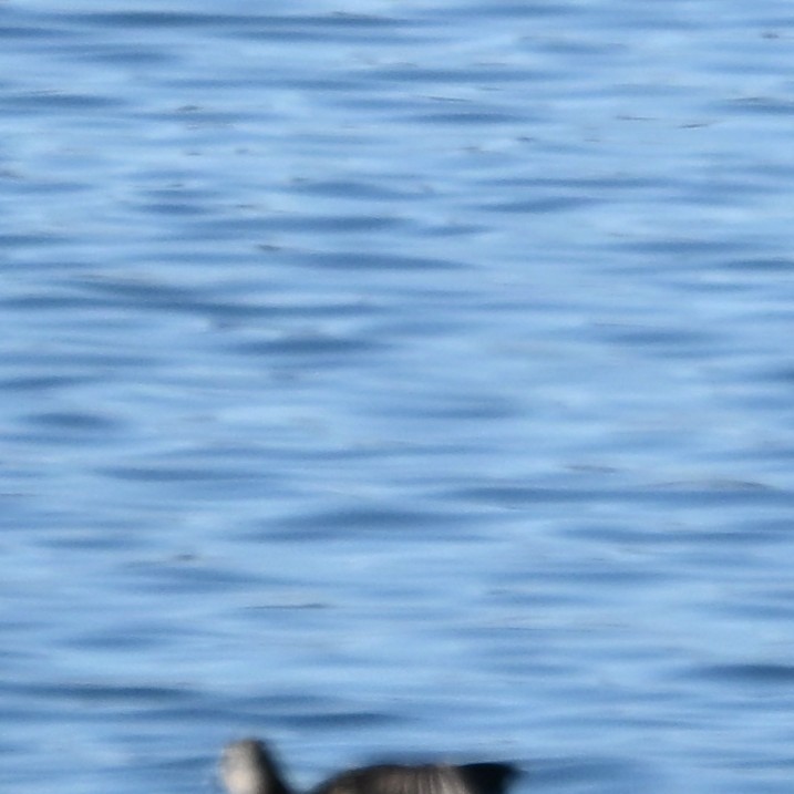 Gadwall - ML652162563