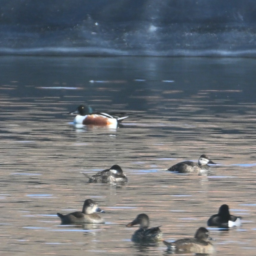 Northern Shoveler - ML652162602
