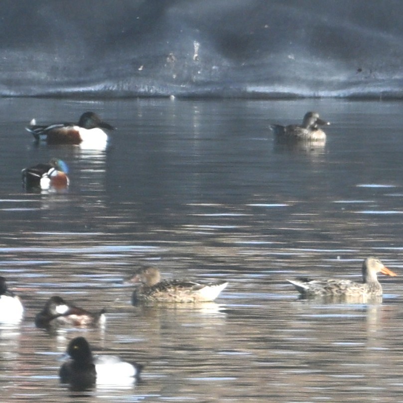 Northern Shoveler - ML652162605