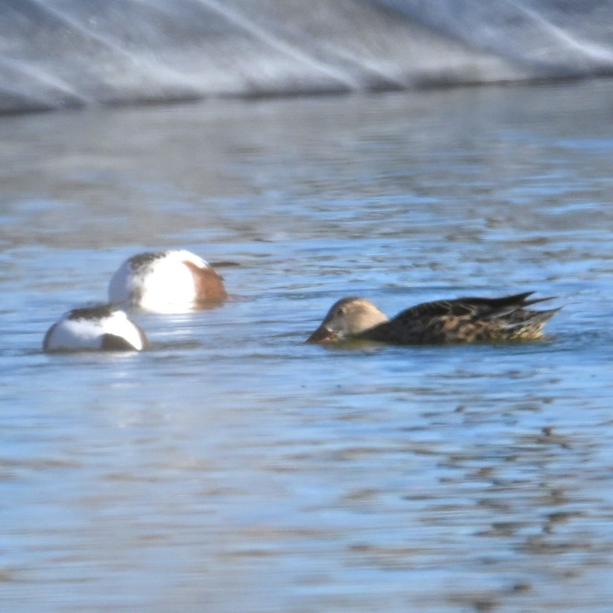 Northern Shoveler - ML652162606